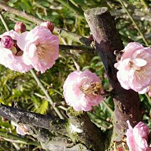 元茂園藝龍潭園區-香水國梅花盆栽 生長良好 盆養足十餘年已可正常大量開花