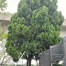 元茂園藝高鐵南路園區 巨無霸 60年龍柏老樹 歡迎現場鑑賞 假植處理完成全年可移植出貨