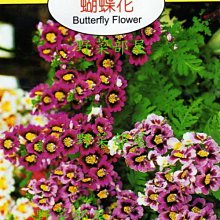 【野菜部屋~】Y67 蝴蝶花Butterfly Flower~天星牌原包裝種子~每包17元~