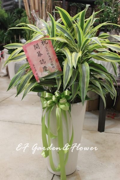 【EF Garden&Flower】月光千年木 開幕送禮/居家擺設/桃園中壢花店