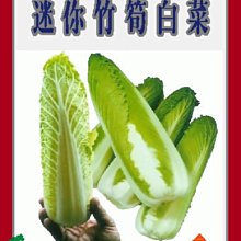 【野菜部屋~】G03 日本迷你竹筍白菜種子0.27公克 ,甜味佳 ,每包15元~