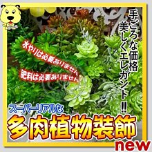 【🐱🐶培菓寵物48H出貨🐰🐹】假花多肉植物綠植物/支 特價69元