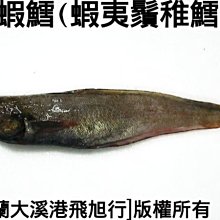 蝦鱈(日本蝦夷鬚稚鱈)