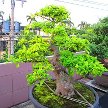 碧羅軒盆栽工作坊-- 九重葛推廣培植場... 刺榴 編號：1308