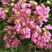 元茂園藝龍潭聖亭路園區/粉紅色紫薇花盆栽，頂級品相 六年樹齡大量開花中
