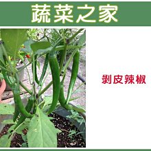 【蔬菜之家滿額免運】G74.剝皮辣椒種子100顆(小辣，適用於醃漬,製作剝皮辣椒.蔬菜種子)