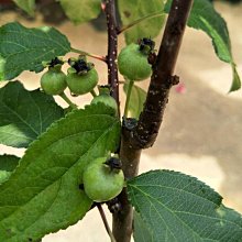 果樹/姬蘋果 五到六年盆栽 大量結果中
