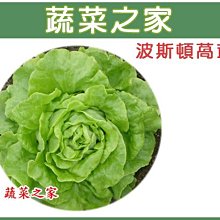 【蔬菜之家滿額免運00A21】大包裝.波斯頓萵苣種子30克(蔬菜種子)※此商品運費請選宅配※