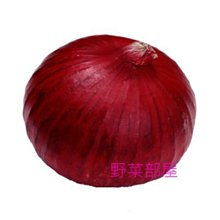 【野菜部屋~】D10 美國紅皮洋蔥種子0.42公克 , 顏色紅皮鮮艷，有甜味 , 每包15元~
