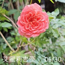 花花世界_玫瑰苗--艾蜜莉吉優,Emilien Guillot--3.5吋黑軟盆/高10~30公分/MA