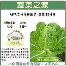 【蔬菜之家滿額免運】A97.吉林脆甜萵苣(綠蘿蔓)種子1.7克(約1500顆)(吉林甜脆生菜25公分，葉色鮮綠)