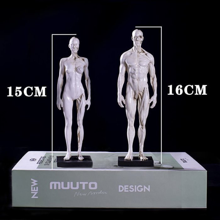 【熱賣精選】肌肉骨骼解剖人體結構美術模型全身 CG繪畫雕塑教學胸像藝用美術特價