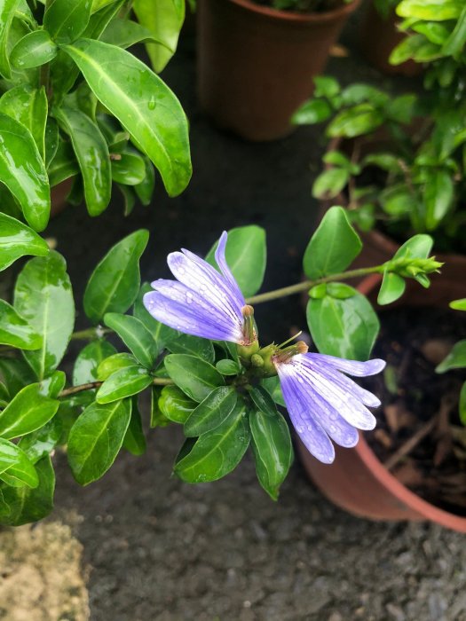 花花世界-季節花卉*香水藍蝶花*5-6吋盆/ 高15-25cm/超級香喔/MA