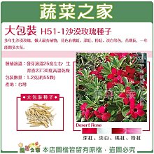 【蔬菜之家滿額免運】大包裝H51-1.沙漠玫瑰種子1.2克(約55顆) 多年生沙漠玫瑰，花色有桃紅、深紅、粉紅、淡白等色