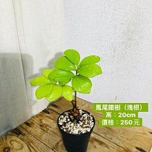 芯晨花園桃園三民店 鳳尾鐵樹/頂極品相/觀葉收藏用樹/開幕送禮盆栽/陽台用盆栽/宅配限北部地區