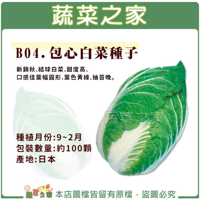 蔬菜之家滿額免運】B04.包心白菜種子100顆(結球白菜.甜度高.葉幅圓形