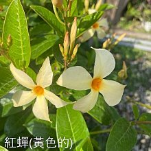 花花世界-藤蔓植物**紅蟬(可挑花色)**5吋盆/高15-20cm/ 新品種/MA