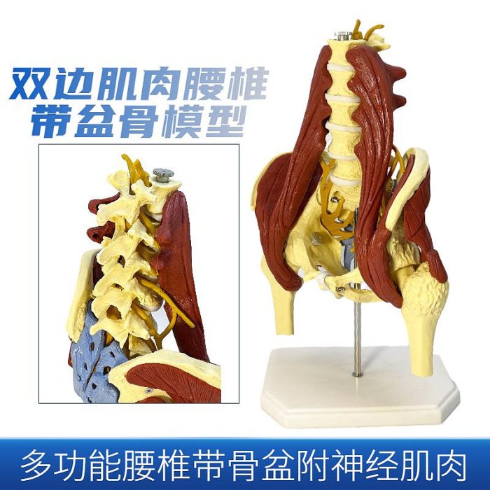人體腰椎帶肌肉骨盆模型 盆骨腰間盤突出 產婦盆底肌修復演示骶骨