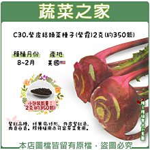 【蔬菜之家滿額免運】C30.紫皮結頭菜種子(紫霞)2克(約350顆)(紫紅品種，球莖扁球形，外皮紫紅色，肉色白色。)