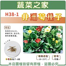 【蔬菜之家滿額免運】H38-1.非洲菊種子8顆 // 株高約50公分，單瓣花形，混合色，顏色鮮艷美麗。