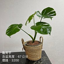 芯晨花園桃園三民店 龜背芋/龜背葉/竹籃盆器/室內及陽台用盆栽/銷售快速下標前請先確認是否現場還有現貨/宅配限北部地區