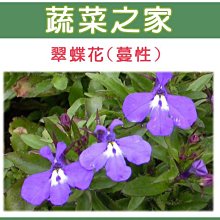 【蔬菜之家滿額免運】H29.翠蝶花種子0.05克(蔓性六倍利.花卉種子)