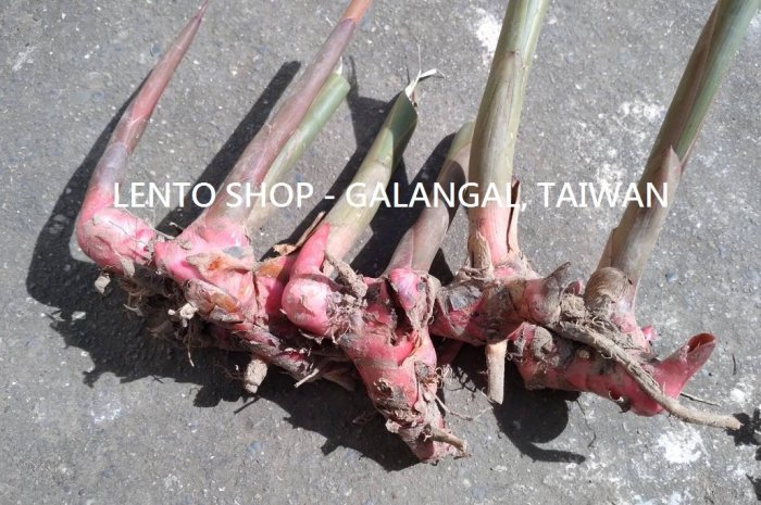 LENTO SHOP - 新鮮現採  紅南薑 南薑 Galangal 出貨地: 台南