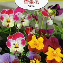 【野菜部屋~】Y76 香堇花Viola~天星牌原包裝種子~每包17元~