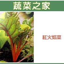 【蔬菜之家滿額免運00A41】大包裝.紅火焰菜種子40克(約1500顆)※不適用郵寄掛號配送※請選擇超商或宅配