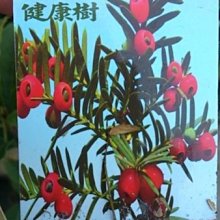 喬木 ** 紅豆杉 ** 5吋盆/高90-100公分/珍稀樹種【花花世界玫瑰園】R