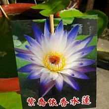 水生植物 **  紫喬依香水蓮 **  9吋盆/  20公分高/ 新品種香水蓮/【花花世界玫瑰園】wu