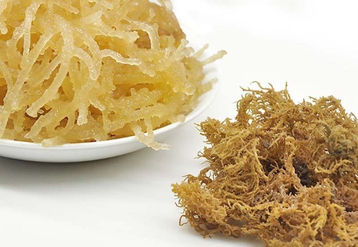 《正媽媽烘培屋》人氣【嚴選ღ珊瑚草 (海燕窩) ►600g】一台斤裝  可作果凍 涼拌 富含膠原蛋白