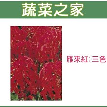 【蔬菜之家滿額免運】H13.雁來紅種子35顆(三色，高50cm.花卉種子)