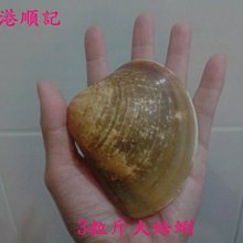 東港順記 超級鮮甜 大蛤蜊 烤肉必備食材 1台斤350