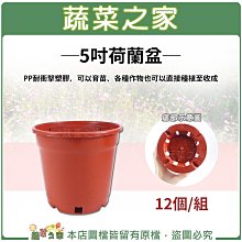 【蔬菜之家滿額免運】5吋荷蘭盆(栽培盆)12個/組(蔬菜花草育苗也可種植)※此商品運費請選宅配※