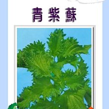 【野菜部屋~】O04 日本青紫蘇種子0.8公克 , 呈濃青綠色 , 每包15元~