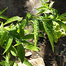 元茂園藝中壢園區 憂遁草 優遁草 稀有足週年盆栽生長良好 現貨供應