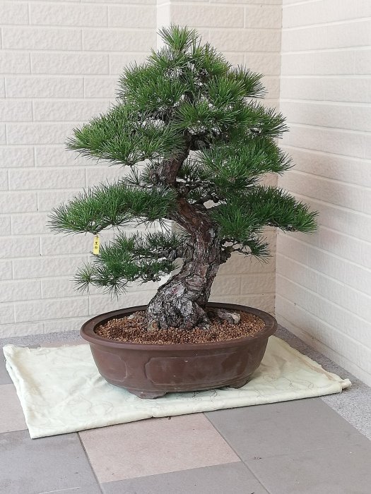 已售出～《日本黑松》粗幹～極品美樹~樹高含盆80×寬70cm樹頭超過15cm