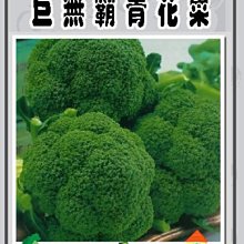 【野菜部屋~】E09 巨無霸青花菜種子0.22公克 , 營養價值高 , 每包15元~