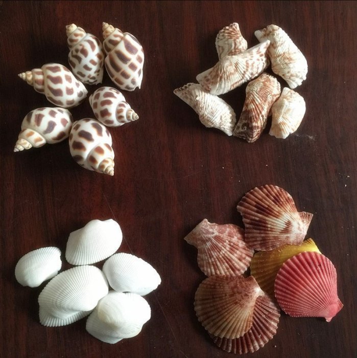 天然貝殼海螺珊瑚 魚缸裝飾品拍攝道具多肉微景觀地中海~定價