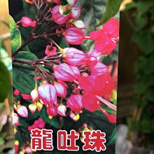 花花世界_蔓性植物  ** 龍吐珠  (紅)** 4吋盆/高30-60cm/MA