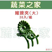 【蔬菜之家滿額免運009-C53】嫁接夾(固定夾.蘭花夾)-(大)30入/組※此商品運費請選宅配※