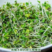 有機綠花椰種子 青花椰 西蘭花 青花菜 300g 可培育芽菜 綠花椰菜 義大利 發芽率92 芽菜種子 芽苗菜種子 Yahoo奇摩拍賣