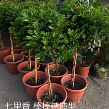 花花世界-綠籬植物*大花七里香(棒棒糖造型)*8吋-1尺盆/高約100公分/強烈俘虜人心的香氣/MA*無法超取*