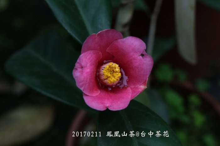 台中茶花- 鳳凰山茶 -(原棵茶花)- ㄉ235