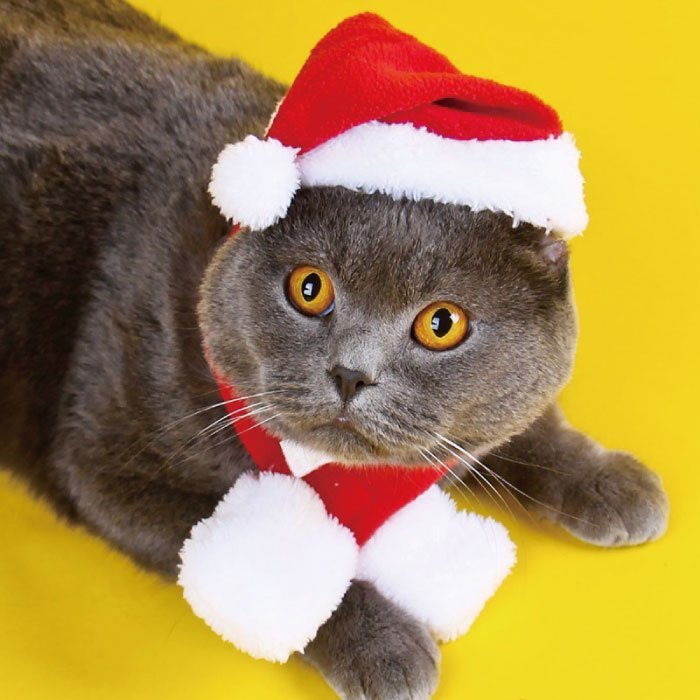 現貨~可超取~聖誕節寵物衣/寵物衣服/寵物/聖誕節/聖誕帽/聖誕圍巾/聖誕披風/貓/狗