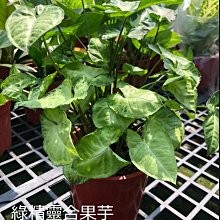 花花世界-觀葉植物*綠精靈合果芋*5-6吋盆/高10-30cm/帶有柔和的白色斑紋/MA*葉有微焦葉，在意者勿下單*