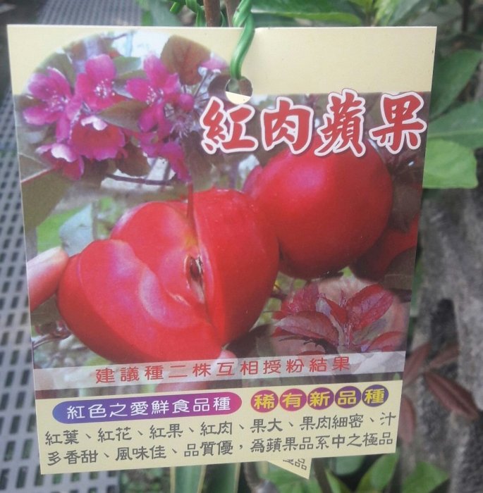 水果苗 ** 紅肉蘋果 ** 4吋盆/高30-60cm/ 果肉紅花桃紅南部平地可種，限量10棵【花花世界玫瑰園】WU