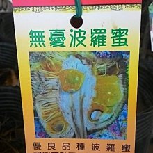 水果苗 ** 無憂波羅蜜 ** 4.5吋盆/高30-50cm/好剝不黏刀【花花世界玫瑰園】OvO