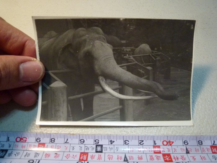 200419~林旺!!(動物園)大象~相關特殊(一律免運費---只有一張)老照片